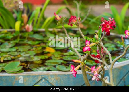 Plumeria oder Frangipani, Friedhofsbaum, Verschließen Sie die rosa-rote Plumeria-Blume mit ausgewähltem Fokus, Hintergrund Wasserlilie Stockfoto