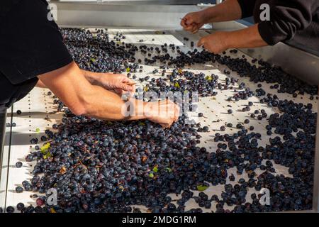 Die Leute sortieren die Trauben in einer Stahlkellerei mit roten Trauben Stockfoto