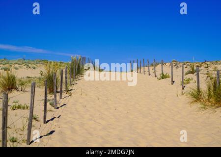 Strandpfad durch Dünen mit Zäunzugang zum Meer im Lacanau Ozean atlantik in Frankreich Stockfoto