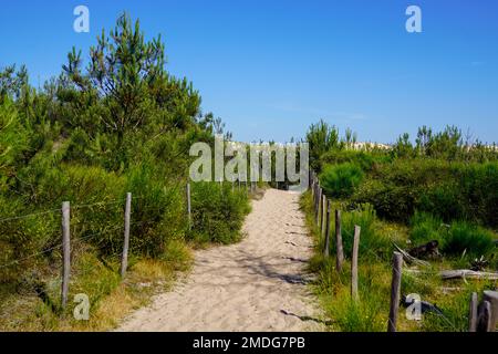 Pfad Dünen Zugang zum Sandstrand in lacanau Ozean atlantikküste in Frankreich Stockfoto