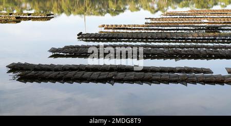 Austernbetten in Hossegor Lake Austernzucht Frankreich Stockfoto