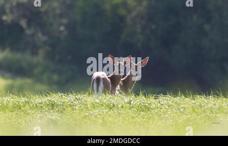 Ein Rückblick auf ein paar Weißwedelhirsche, die an einem sonnigen Tag mit verschwommenem Hintergrund in einem Grasland stehen Stockfoto