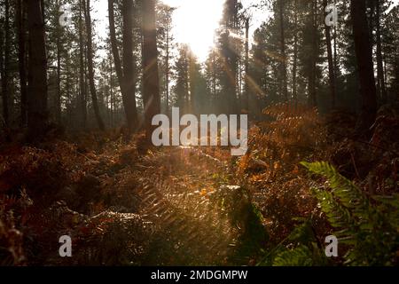 Im Winter scheinen die Sonnenstrahlen durch die Bäume im Wald auf Farne. Winterwaldlandschaft. Stockfoto