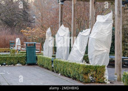 Pflanzen, Rosenbüsche oder kleine Bäume in einem Park oder Garten, die mit einer Decke, einem Schwad aus Narzissen, Frostschutzbeuteln oder einer Stoffrolle bedeckt sind Stockfoto