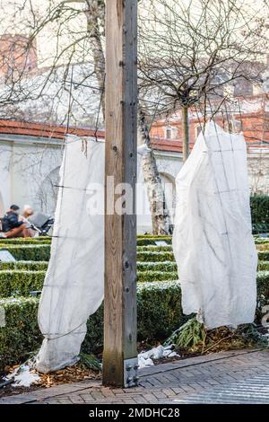 Pflanzen, Rosenbüsche oder kleine Bäume in einem Park oder Garten, die mit einer Decke, einem Schwad aus Narzissen, Frostschutzbeuteln oder einer Stoffrolle bedeckt sind Stockfoto