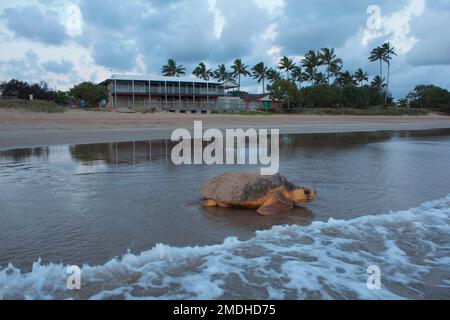 Eine weibliche Karettschildkröte (Caretta caretta) kehrt ins Meer zurück, nachdem sie ihre Eier gelegt hat. Bargara Australien Stockfoto