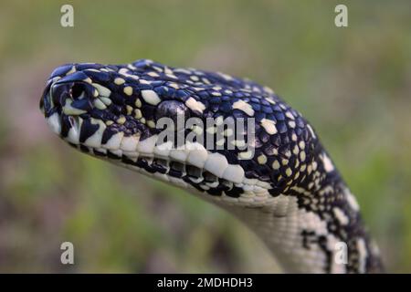 Captive Diamond PythonMorelia Spilota Bundaberg Australien Stockfoto