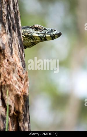 Ein Lace Monitor schaut um einen Baumstamm beim Fotografen. Varanus varius Bundaberg Australien Stockfoto