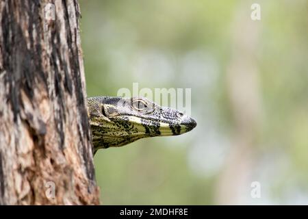 Ein Spitzenmonitor (Varanus varius) schaut um einen Baumstamm auf den Fotografen. Stockfoto