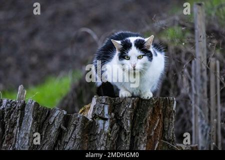 Eine schwarz-weiße Hauskatze sitzt auf einem Baumstumpf und lauert als Beute, Deutschland Stockfoto