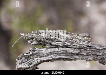 Ein unreifer, bärtiger Ostdrache sonnt sich auf einem Zweig. Pogona barbata Bundaberg Australien Stockfoto