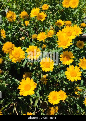 Wunderschöne gelbe Blumen im Garten. Der Client kann dies für Hintergrundbilder, Hintergrund und mehr verwenden. Stockfoto