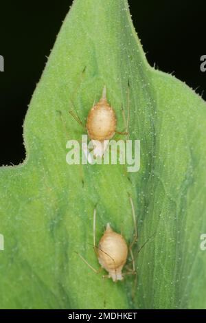 Die Erbsenaphide Acyrthosiphon pisum parasitiert von Braconidae (Hymenoptera), einer Familie parasitoider Wespen Stockfoto