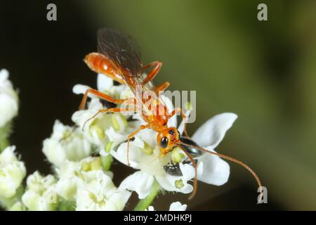 Ein Erwachsener mit parasitoiden Wespen (Chalcidoidea) isst zuerst ihre Wirte und lässt sie dann als Erwachsene Wespen. Stockfoto