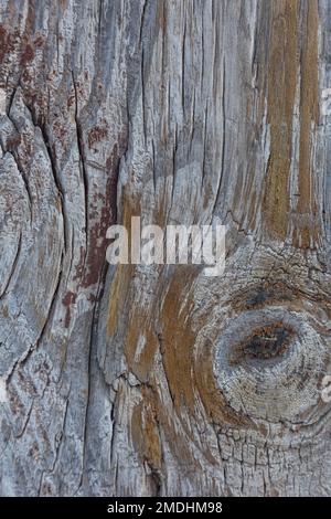 Verwitterter Holzbalken mit ausgeprägter Körnung - Textur, Muster Stockfoto