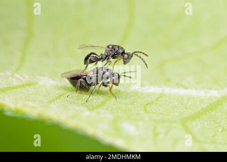 Erwachsene Chalcidoidwasp der Superfamilie Chalcidoidea Stockfoto