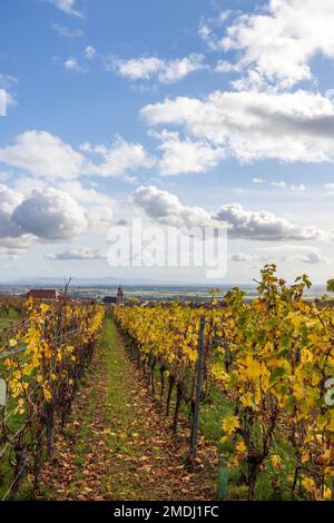 Frankreich, Bas-Rhin (67)), Route des vins d'Alsace, le vignoble de Saint-Hippolyte, automne Stockfoto