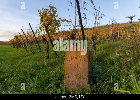 Frankreich, Bas-Rhin (67), Route des Vins d'Alsace, Molsheim, Vignoble Grand Cru Altenberg, automne Stockfoto