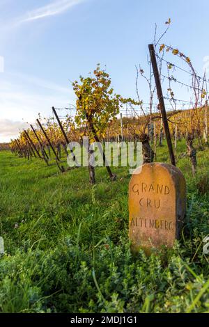 Frankreich, Bas-Rhin (67), Route des Vins d'Alsace, Molsheim, Vignoble Grand Cru Altenberg, automne Stockfoto