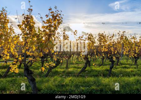 Frankreich, Bas-Rhin (67), Route des Vins d'Alsace, Molsheim, le vignoble, automne Stockfoto