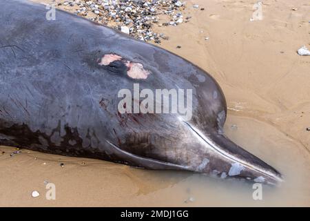 Weiblicher Schnabelwal, gestrandet am Strand von Sangatte, Frankreich Stockfoto