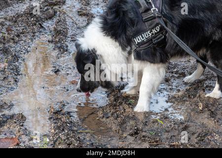 Border Collie Hund trinkt Wasser aus einem Schlammteich Stockfoto