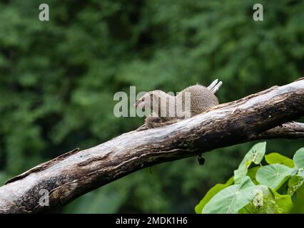 Mungo auf einem Ast Stockfoto