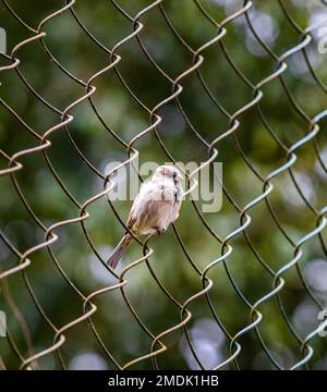 Indischer Spatz sitzt auf einem Zaun Stockfoto