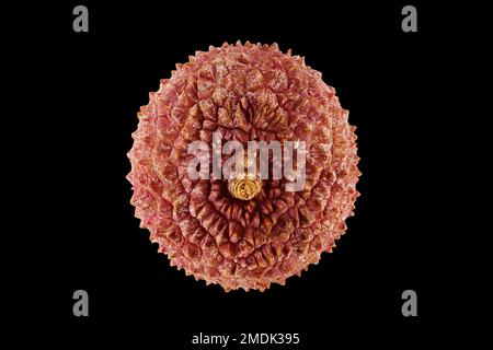 Litchi chinensis, Lychee, Litchi, Nahaufnahme, Obst Stockfoto