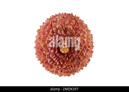 Litchi chinensis, Lychee, Litchi, Nahaufnahme, Obst Stockfoto