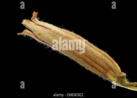 Oenothera biennis, Abendpflaume, Gewöhnliche Nachtkerze, Nahaufnahme, Obst Stockfoto