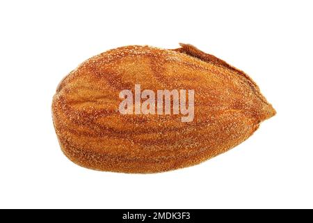 Prunus dulcis, Almond, Mandelbaum, Nahaufnahme, Samen, 18-25 mm lang Stockfoto