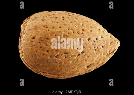 Prunus dulcis, Almond, Mandelbaum, schließen, Stein Stockfoto