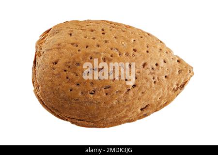 Prunus dulcis, Almond, Mandelbaum, schließen, Stein Stockfoto