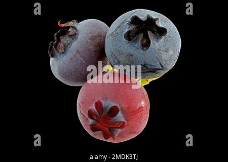 Vaccinium corymbosum, nördliche Hochbusch-Blaubeere, amerikanische Heidelbeere, Nahaufnahme, Früchte, Beeren Stockfoto