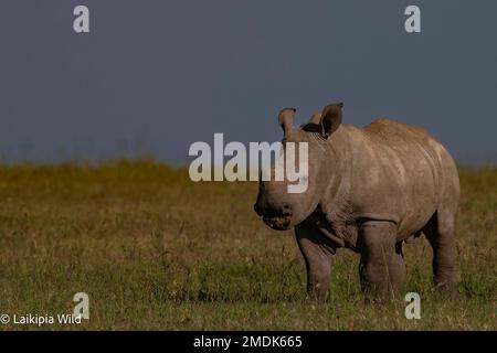 Weißes Rhinoceros-Kalb, Ol Pejeta Kenya Stockfoto