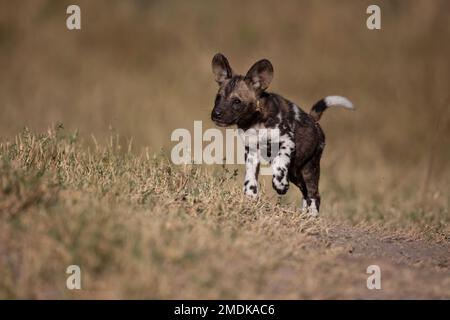 Afrikanischer Wildhund - Lycaon pictus - ein kleiner Welpe spielt im Gras, Afrika, Botswana, Okavangodelta. Wildtiere Stockfoto
