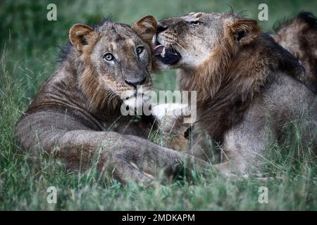 Zwei junge männliche Löwen pflegen sich gegenseitig im grünen Gras und sind total entspannt, Smaragdsaison - Okavangodelta, Botsuana Afrika Stockfoto