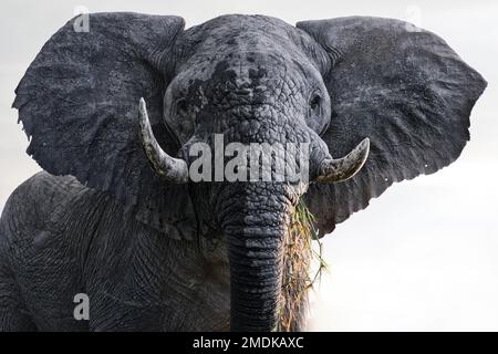 Afrikanisches Elefantenporträt - Begegnung mit einem Elefanten - Okavangodelta, Botsuana Afrika Stockfoto