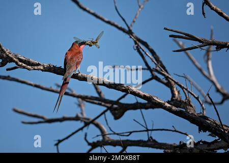 Südlicher Karminenfresser, der auf einem Ast saß, erwischte gerade einen großen Grashüpfer mit blauem Himmel - Okavangodelta, Botsuana Afrika Stockfoto