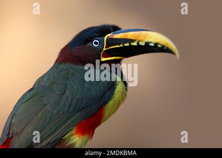 Porträt eines Kastanienohr-Aracari, Pteroglossus castanotis, klarer Hintergrund - Pantanal, Mata Grosso, Poconé, Brasilien Stockfoto