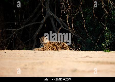 Wilder männlicher Jaguar, der sich auf einem Sandufer am Rande des Flusses Piquiri, einem Nebenfluss des Cuiaba Flusses, im Norden von Pantanal, Brasilien ruht. Stockfoto