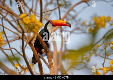 Toco-Tukan / gewöhnlicher Tukan / Riesentukan (Ramphastos toco) hoch oben in einer goldenen Trompete - Pantanal, Mata Grosso, Poconé, Brasilien Stockfoto