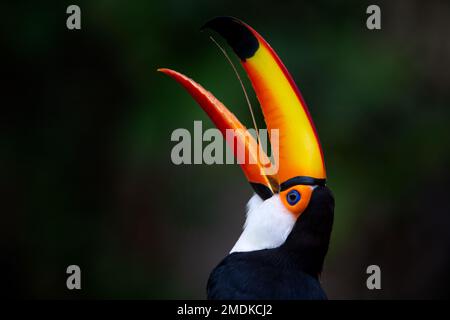 Porträt eines Toco-Tukans/gewöhnlichen Tukans/Riesentukans (Ramphastos toco) Klarer Hintergrund und Nahaufnahme - Pantanal, Mata Grosso, Poconé, Brasilien Stockfoto