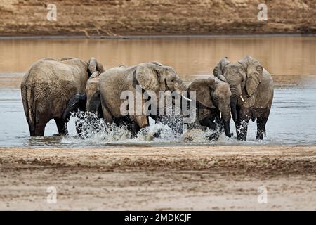Elefantenherde am Fluss Luangwa, spritzendes Wasser. South Luangwa National Park, Sambia, Loxodonta africana Stockfoto