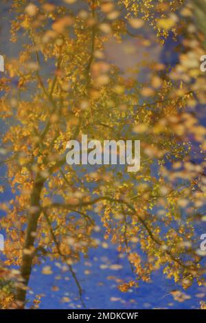 Canal de la Siagne, Alpes Maritimes, 06, Cote d'Azur, Frankreich Stockfoto