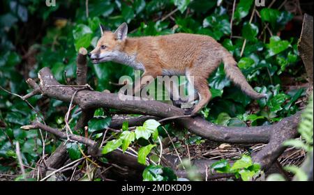 Die Fuchsjungen erkunden den Garten in der Nähe ihres Höhlengeländes Stockfoto