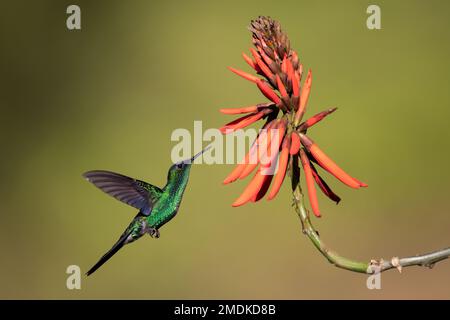 Die violettbedeckte Walnymphe (Thalurania glaucopis) besucht eine einheimische Blume (Erythrina mulungu) in der Luft - den Atlantischen Regenwald im Bundesstaat Sao Paulo, Brasilien Stockfoto