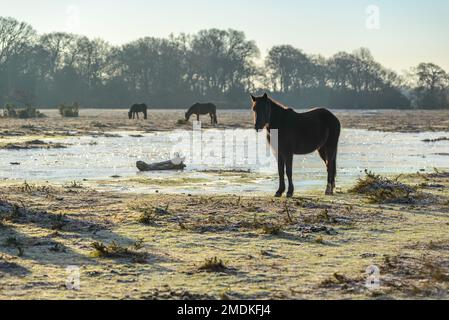 New Forest, Hampshire, Großbritannien, 23. Januar 2023, Weather: Hardy New Forest Ponies at Bramble Hill, Bramshaw ertragen nach mehreren Nächten mit Temperaturen unter Null einen harten Frost und einen gefrorenen Boden. Kredit: Paul Biggins/Alamy Live News Stockfoto