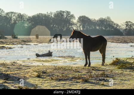 New Forest, Hampshire, Großbritannien, 23. Januar 2023, Weather: Hardy New Forest Ponies at Bramble Hill, Bramshaw ertragen nach mehreren Nächten mit Temperaturen unter Null einen harten Frost und einen gefrorenen Boden. Kredit: Paul Biggins/Alamy Live News Stockfoto